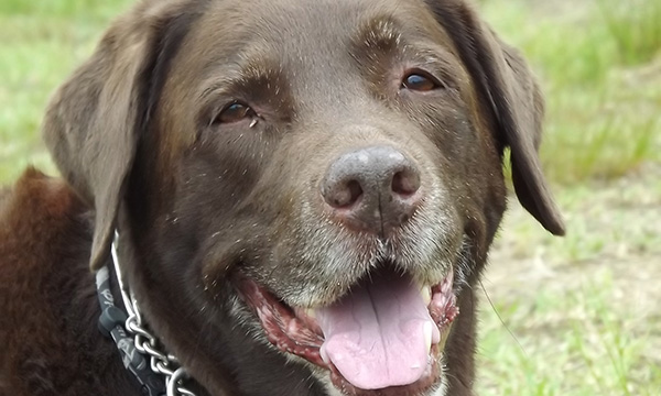 老犬しか預かってもらえないの？