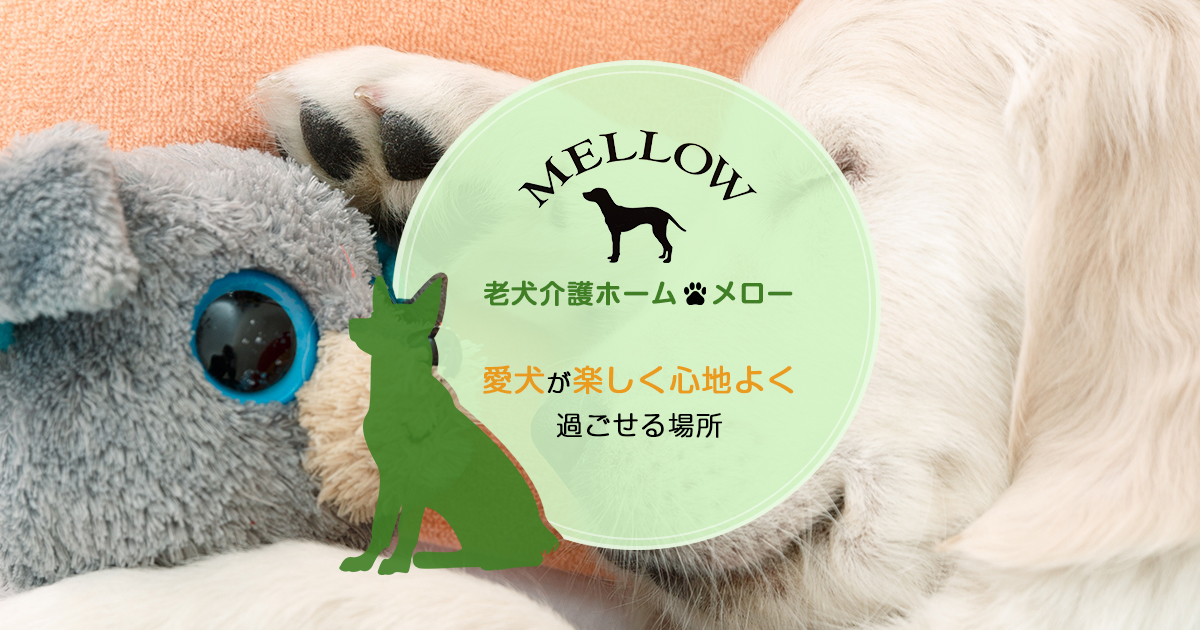 老犬介護ホーム メロー 大阪府大阪市にある高齢のワンちゃんのための施設
