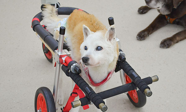 ワンちゃん用車椅子